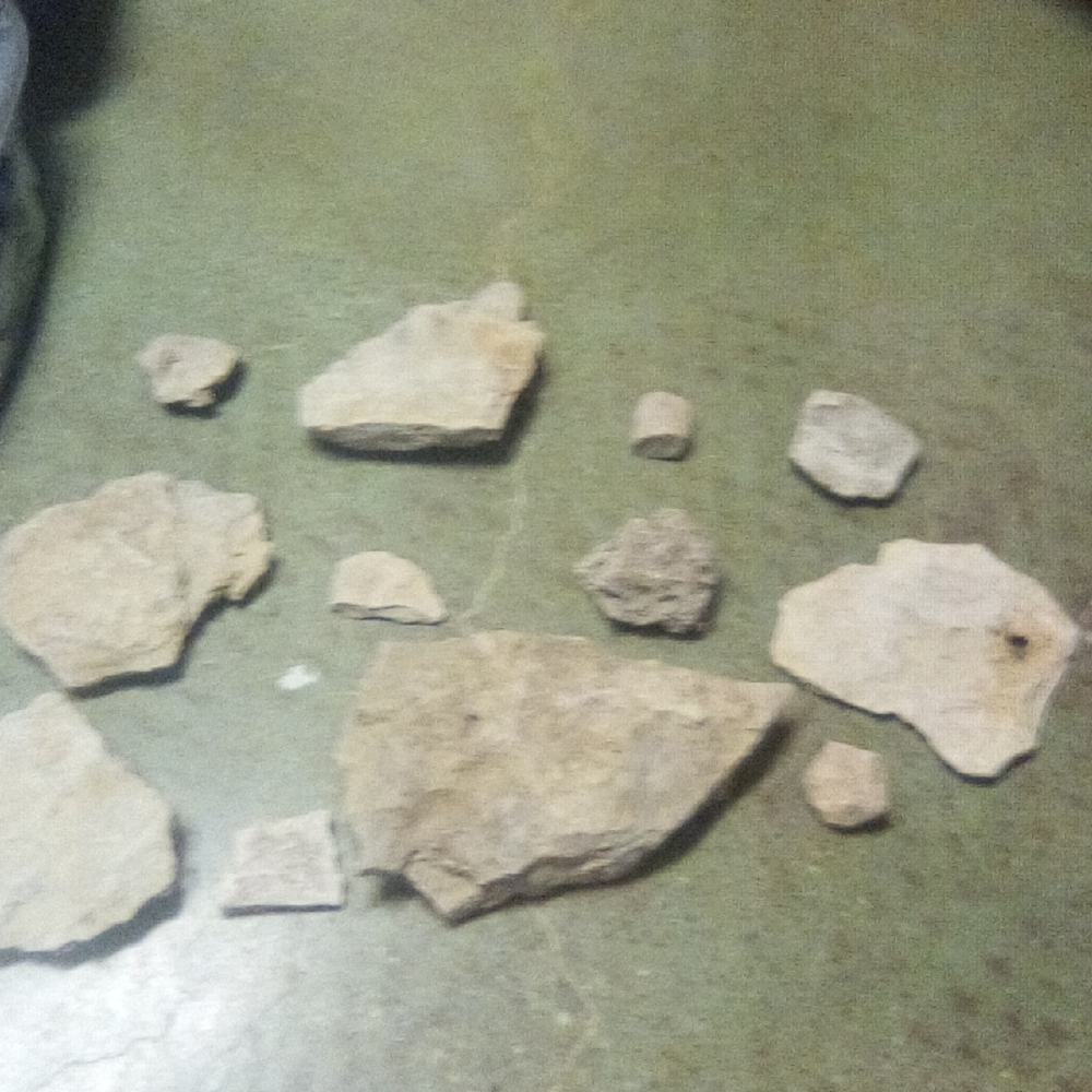 Natural Kansas Fossils